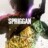 Spriggan : 1.Sezon 5.Bölüm izle