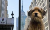 Benji (2018)