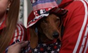 Wiener Dog Internationals (2015)