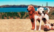 Yuvaya Dönüş 2: San Francisco (1996)